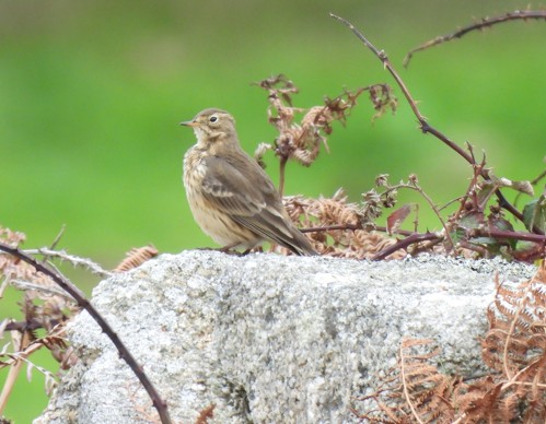 American Pipit
