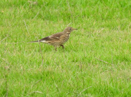 American Pipit