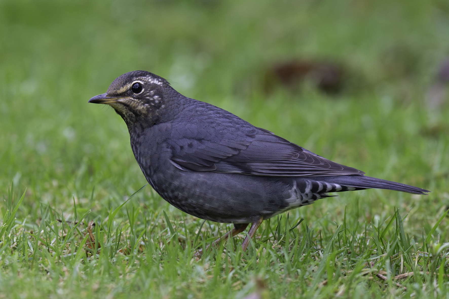 Siberian Thrush