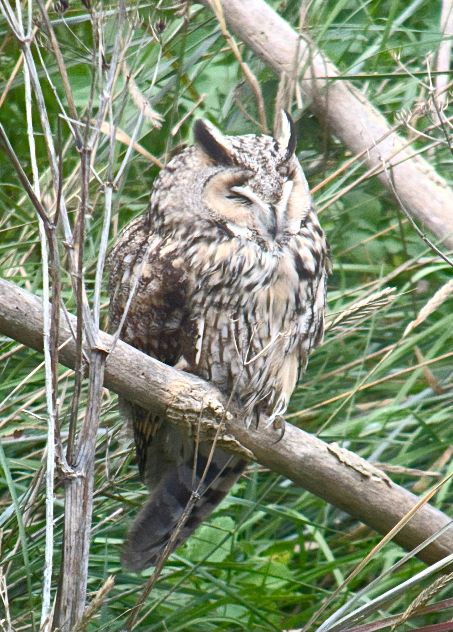 Long-eared Owl