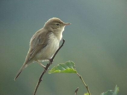 Booted Warbler
