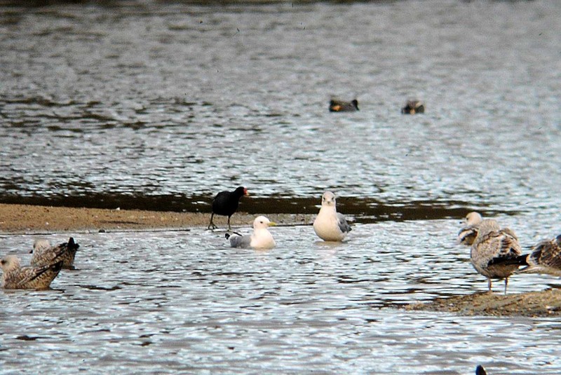 Kittiwake
