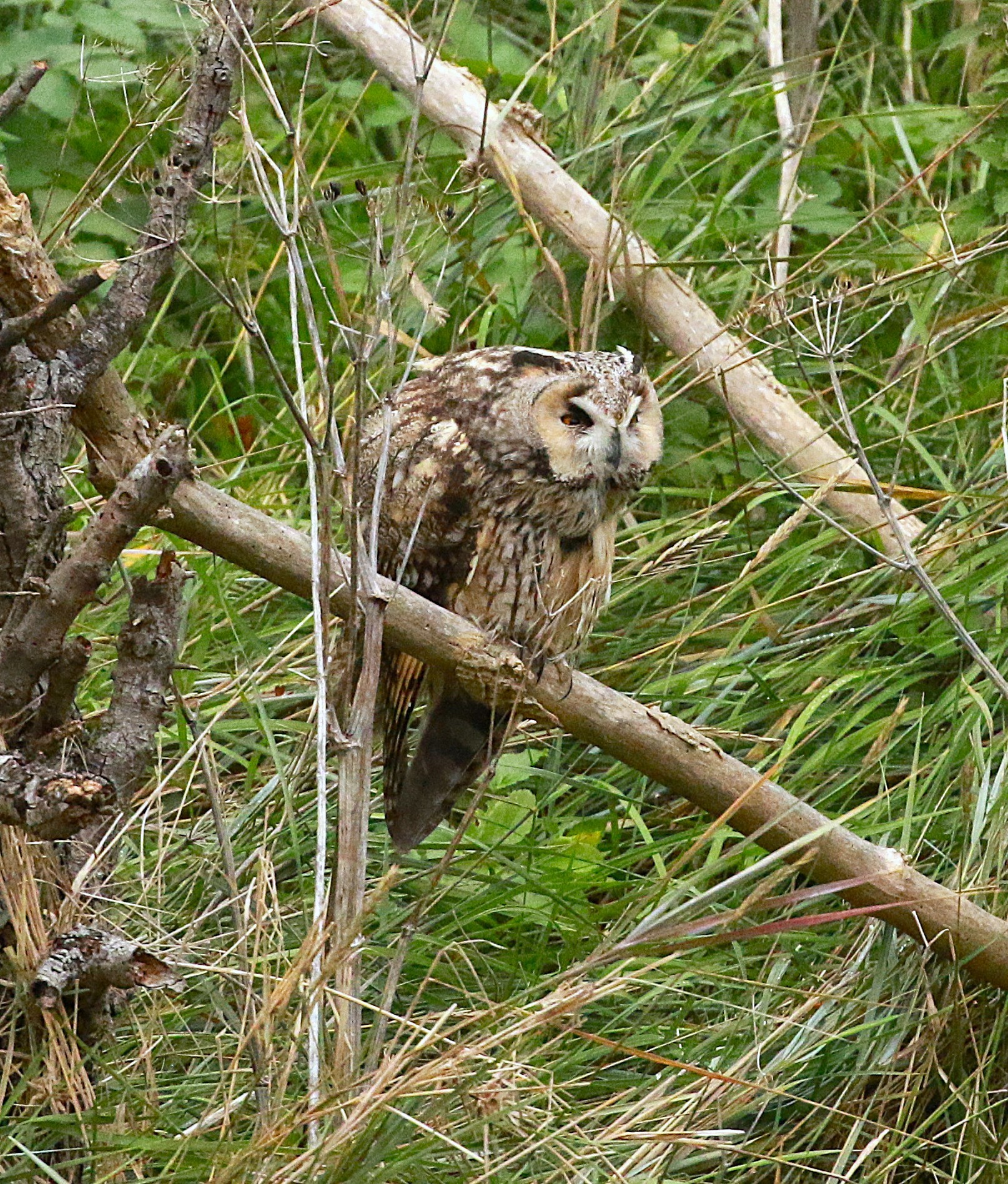 Long-eared Owl