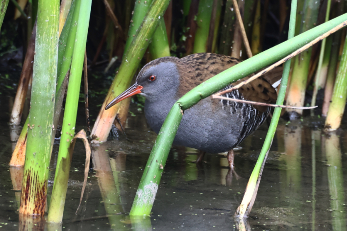 Water Rail