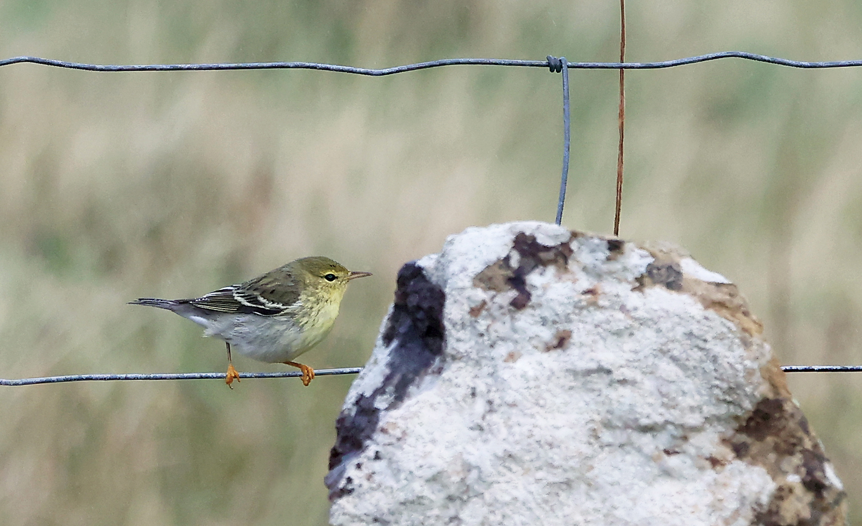 Blackpoll Warbler
