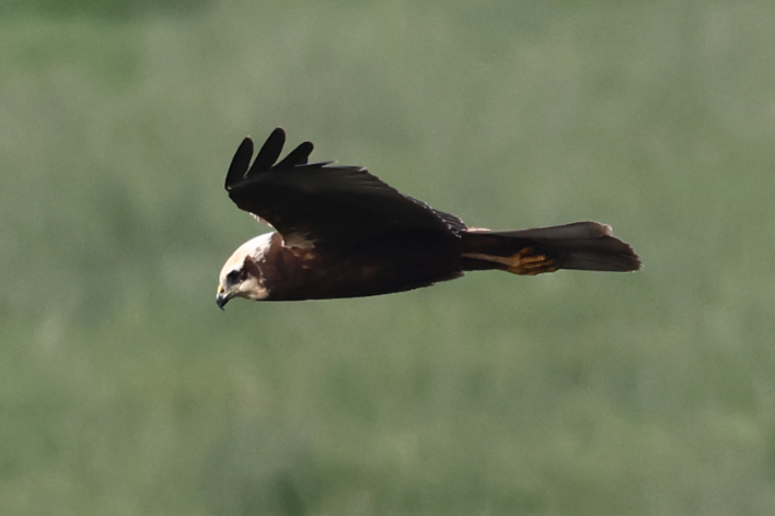 Marsh Harrier