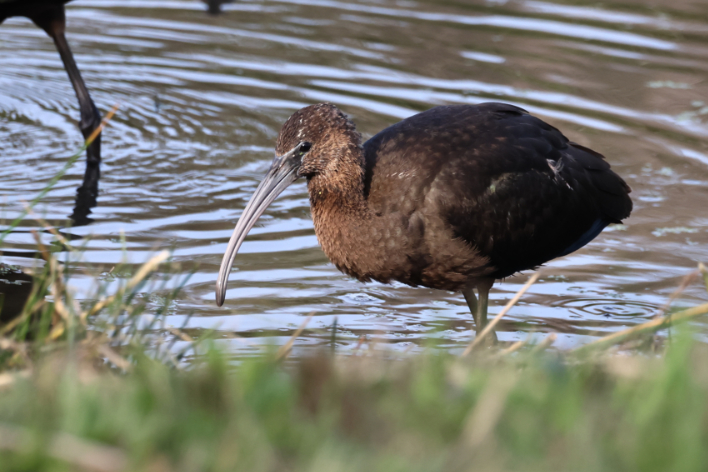 Glossy Ibis