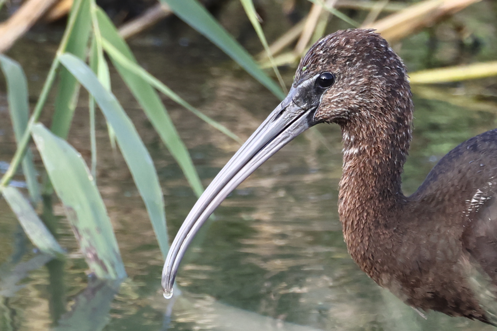 Glossy Ibis