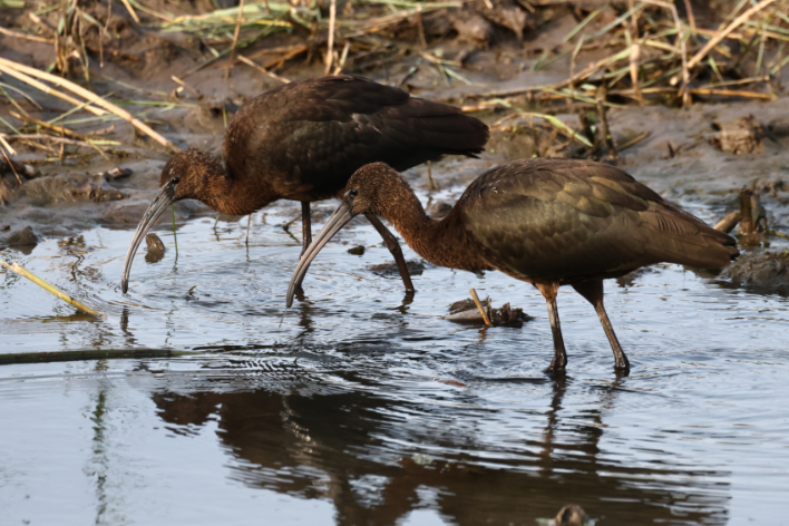 Glossy Ibis