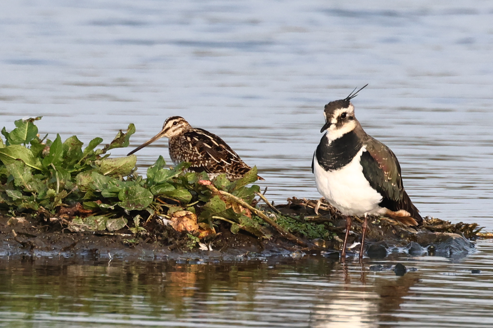 Snipe