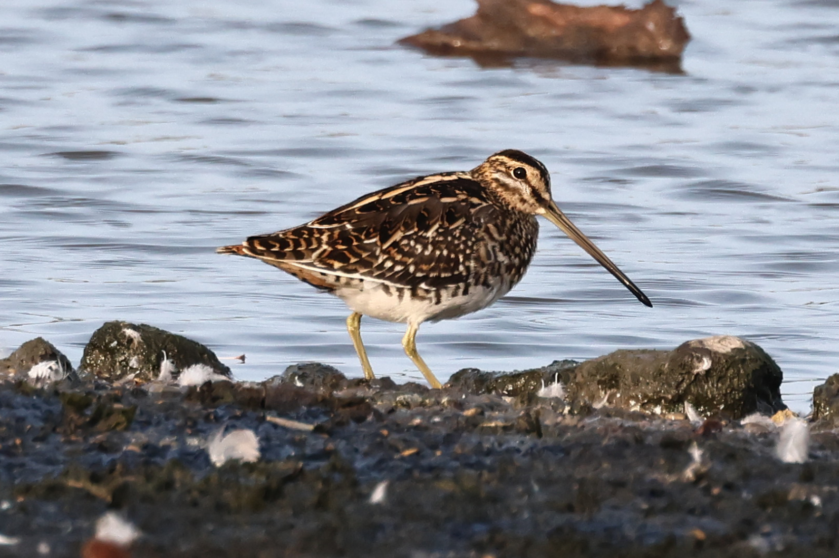 Snipe