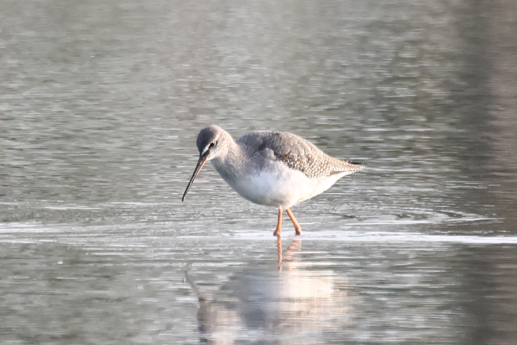 Spotted Redshank