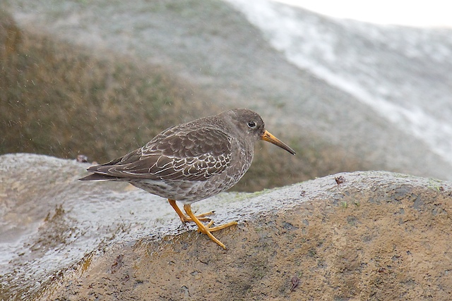 Purple Sandpiper
