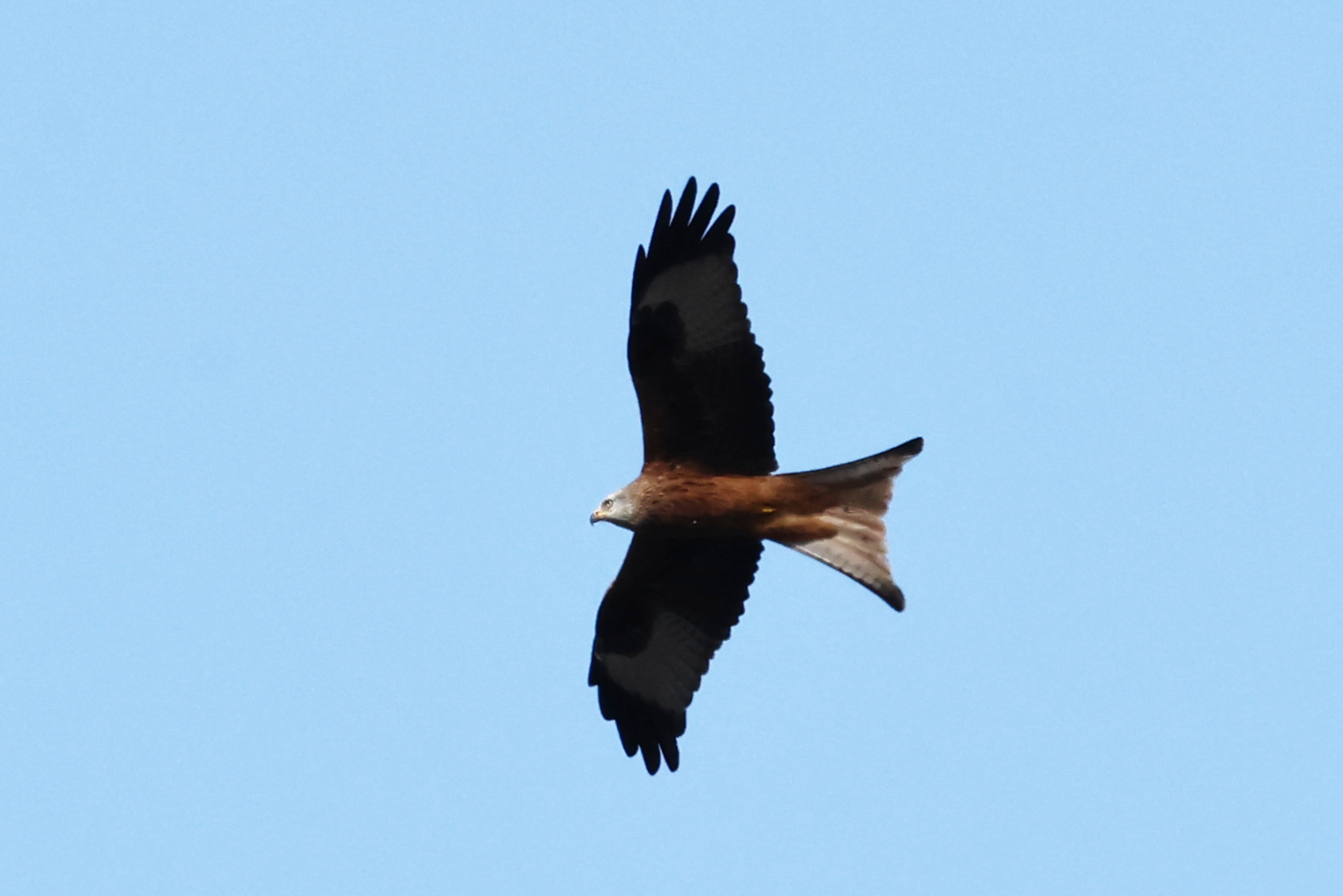 Red Kite