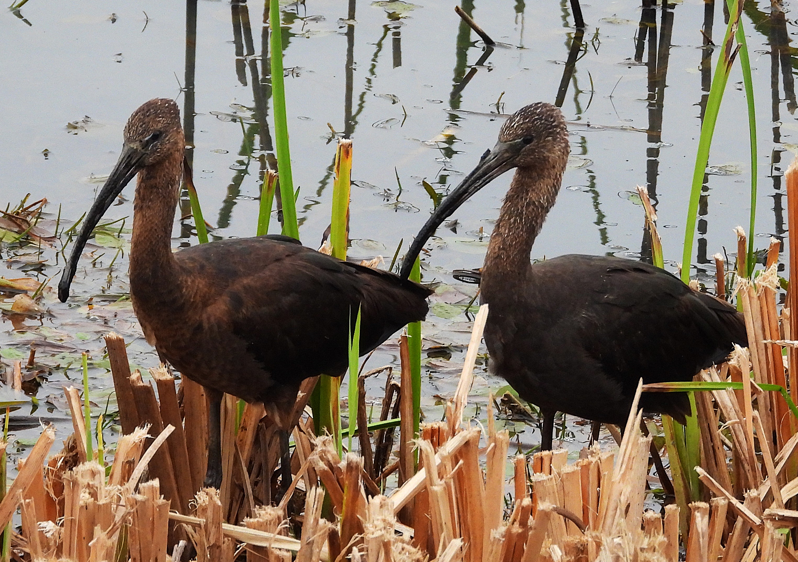 Glossy Ibis