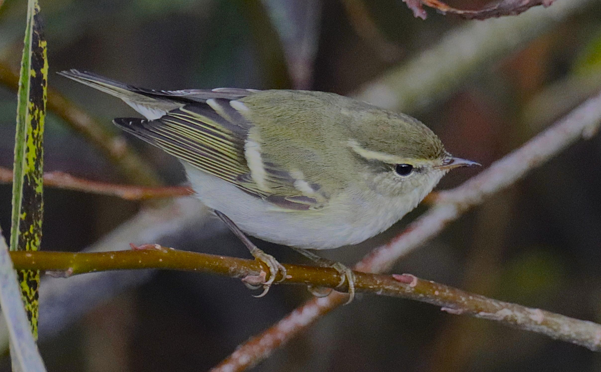 Yellow-browed Warbler