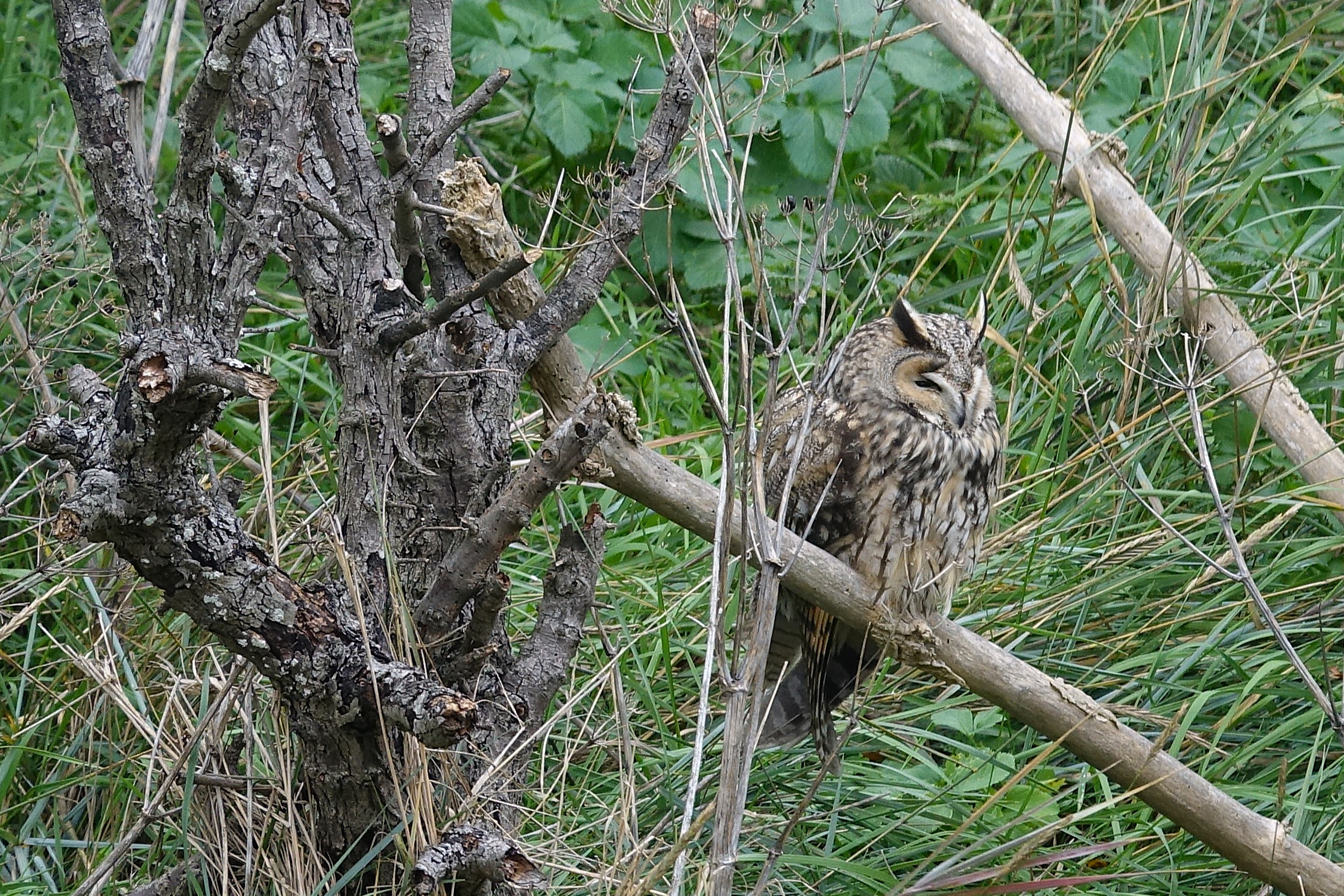 Long-eared Owl