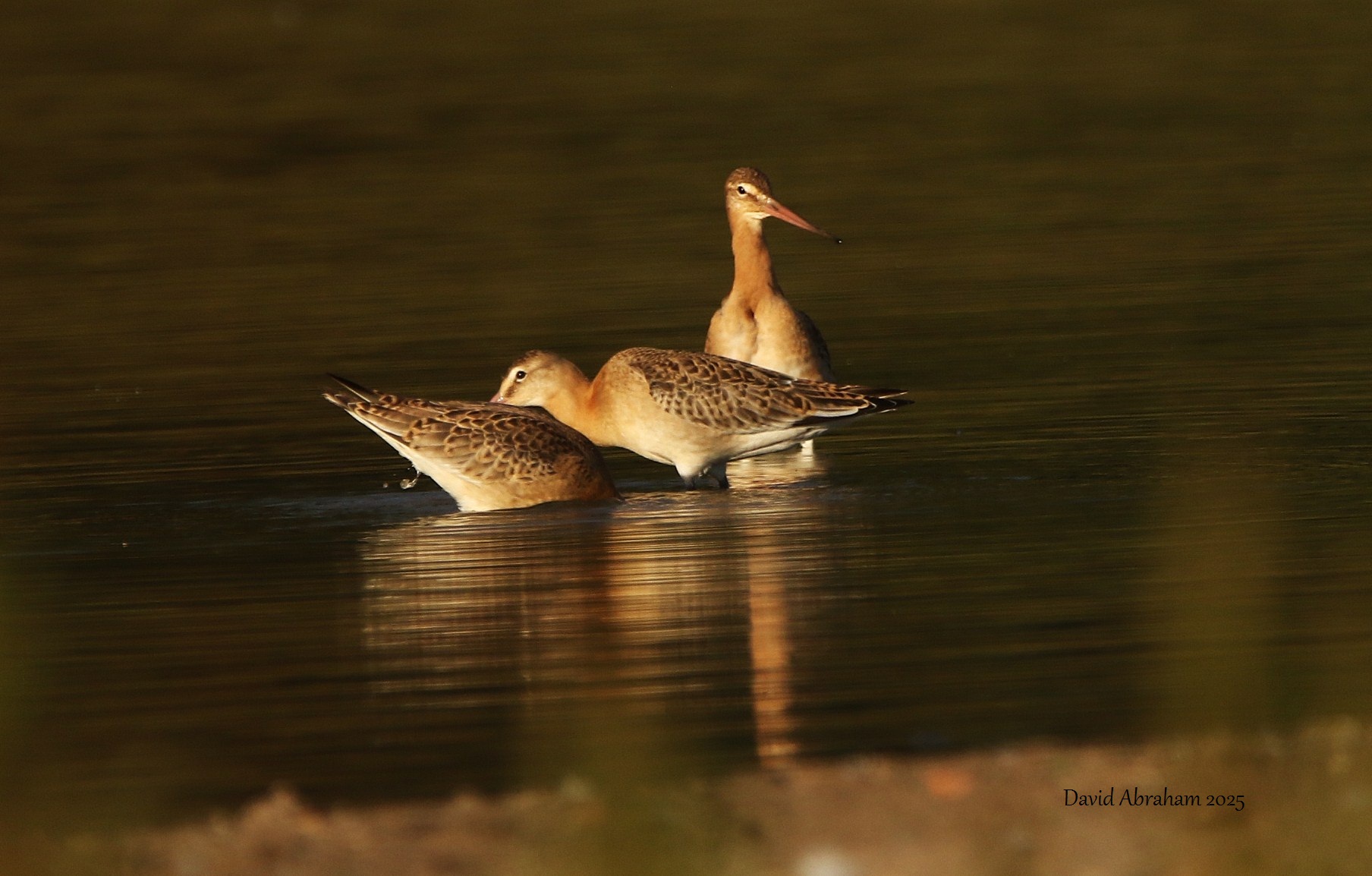 Black-tailed Godwit 