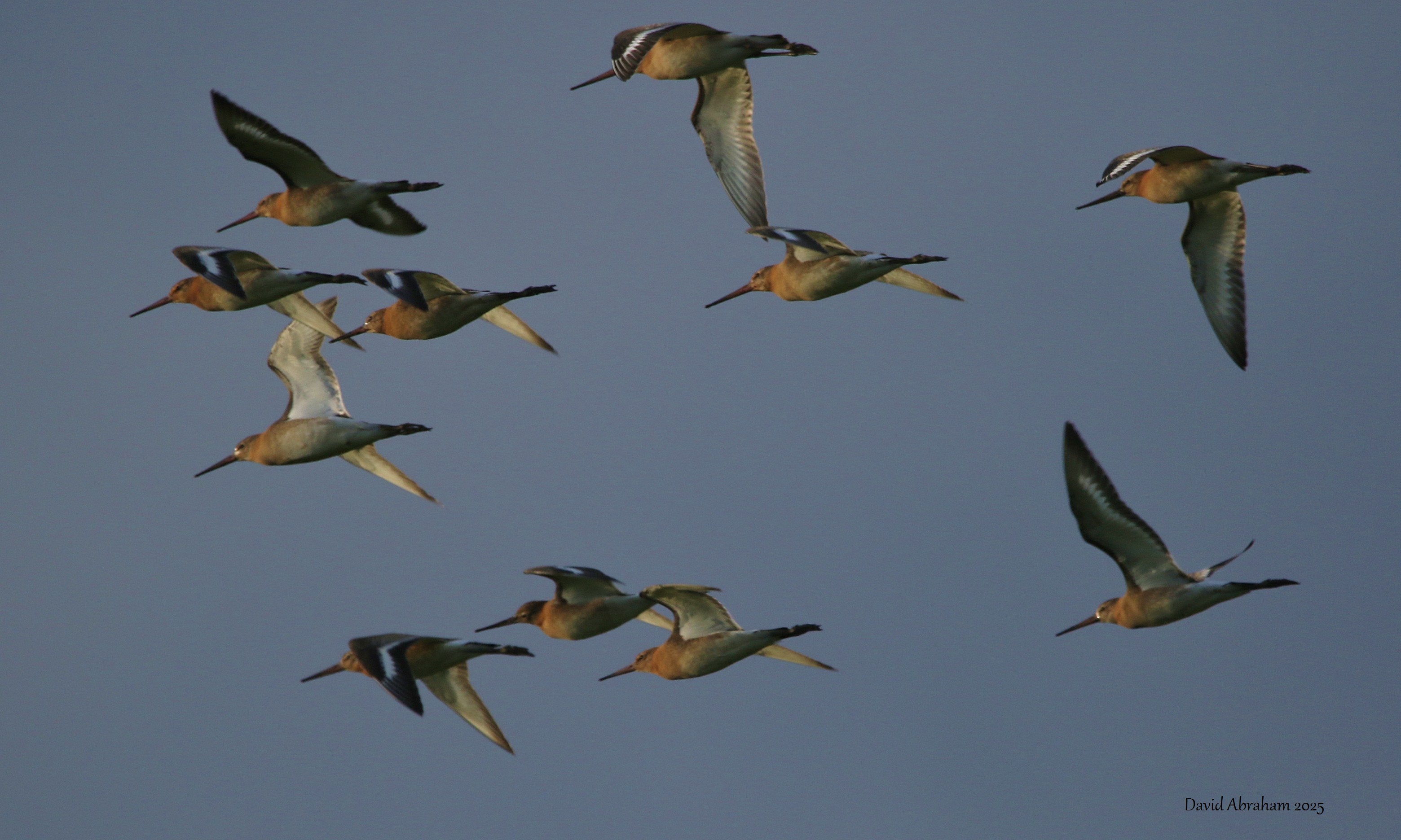 Black-tailed Godwit 