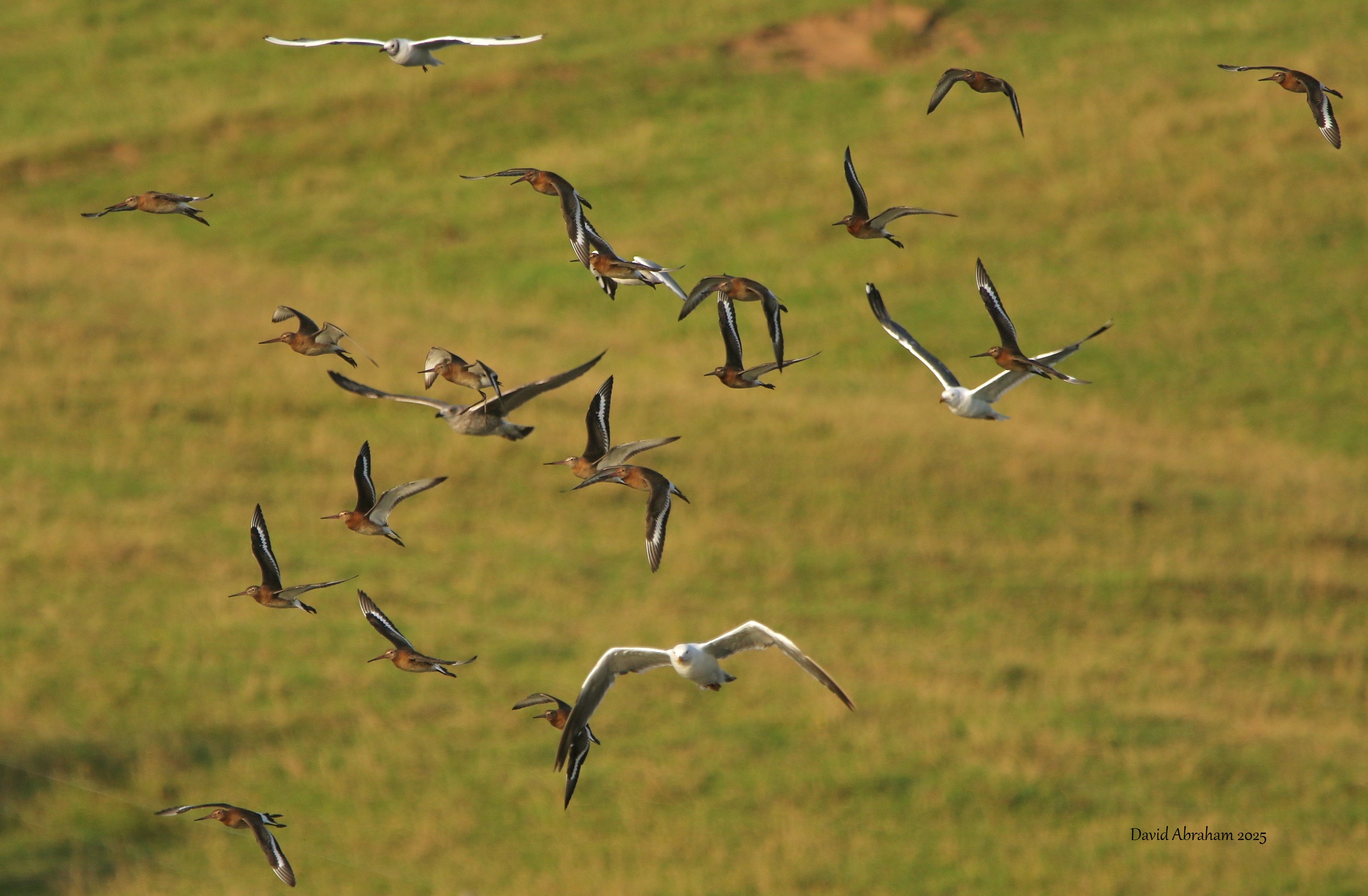 Black-tailed Godwit 