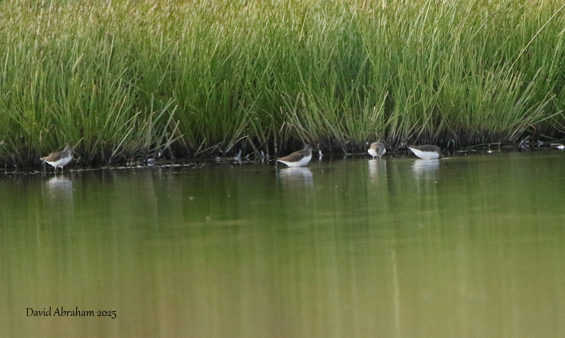 Green Sandpiper 