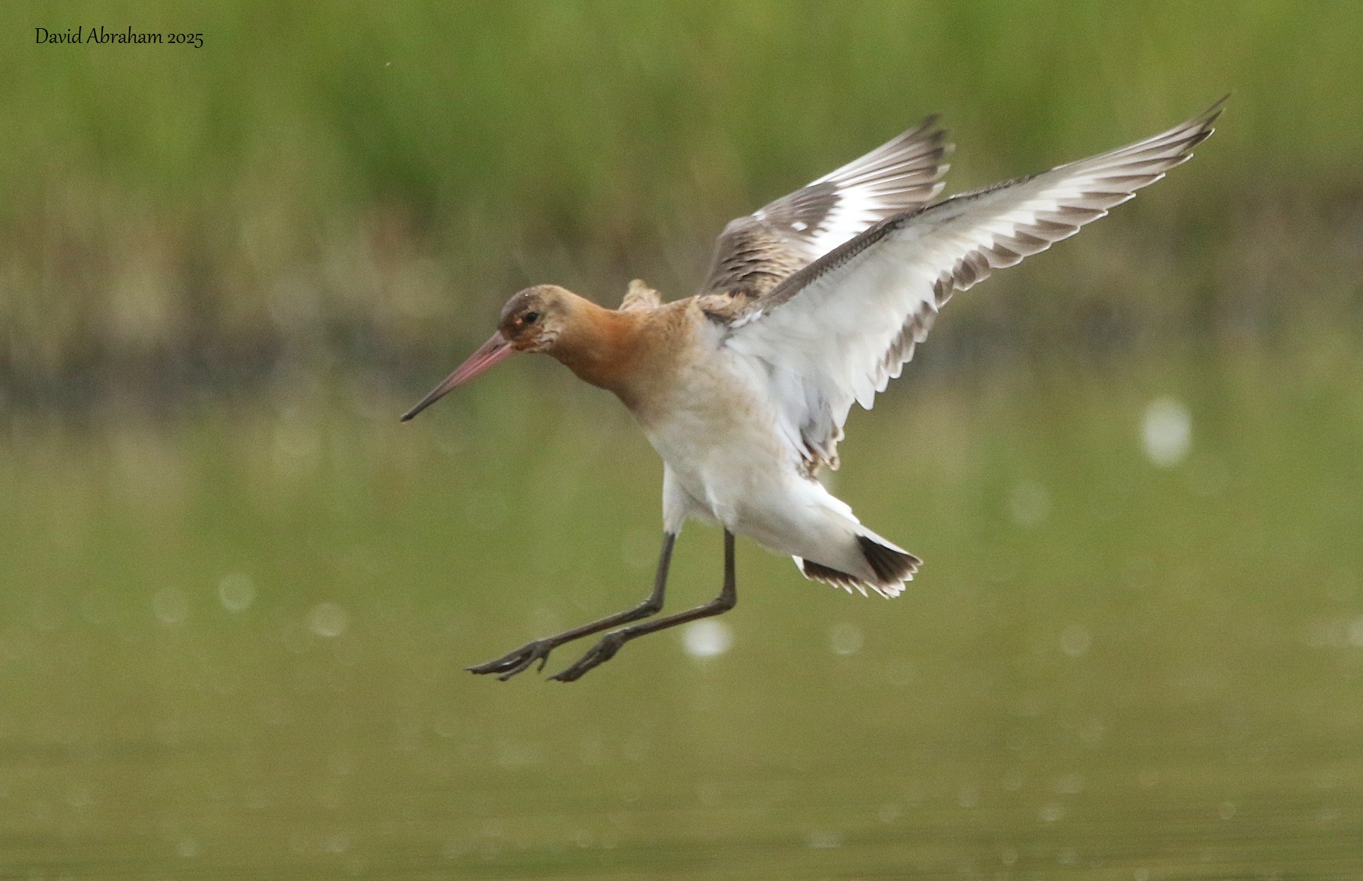 Black-tailed Godwit 