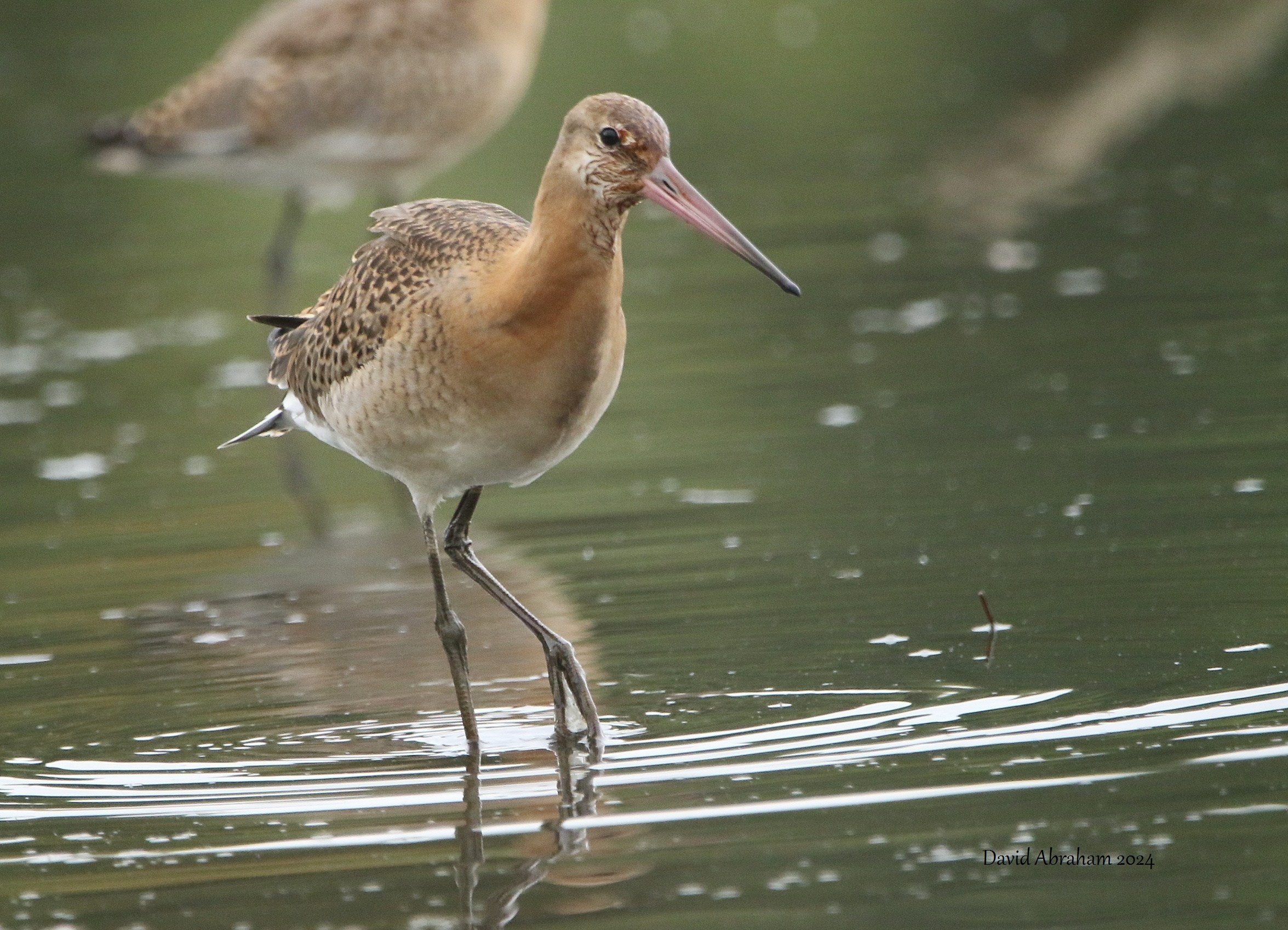 Black-tailed Godwit 