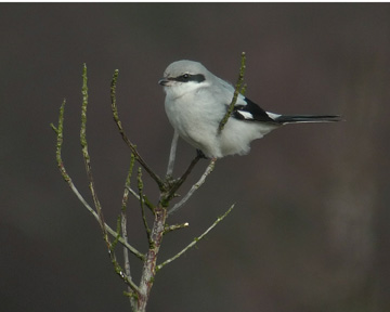 Great Grey Shrike