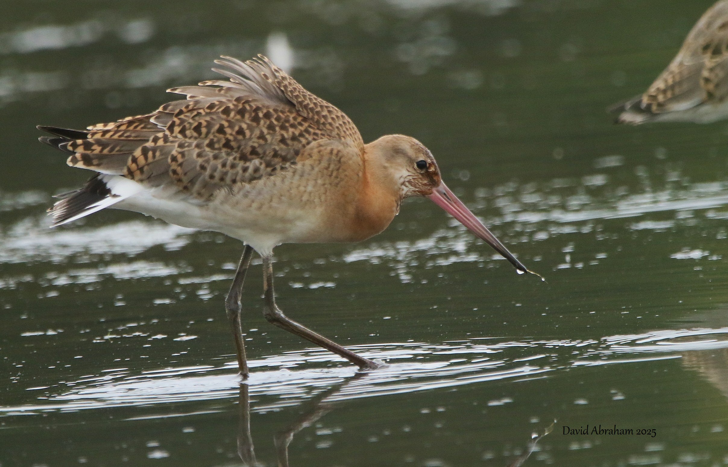 Black-tailed Godwit 