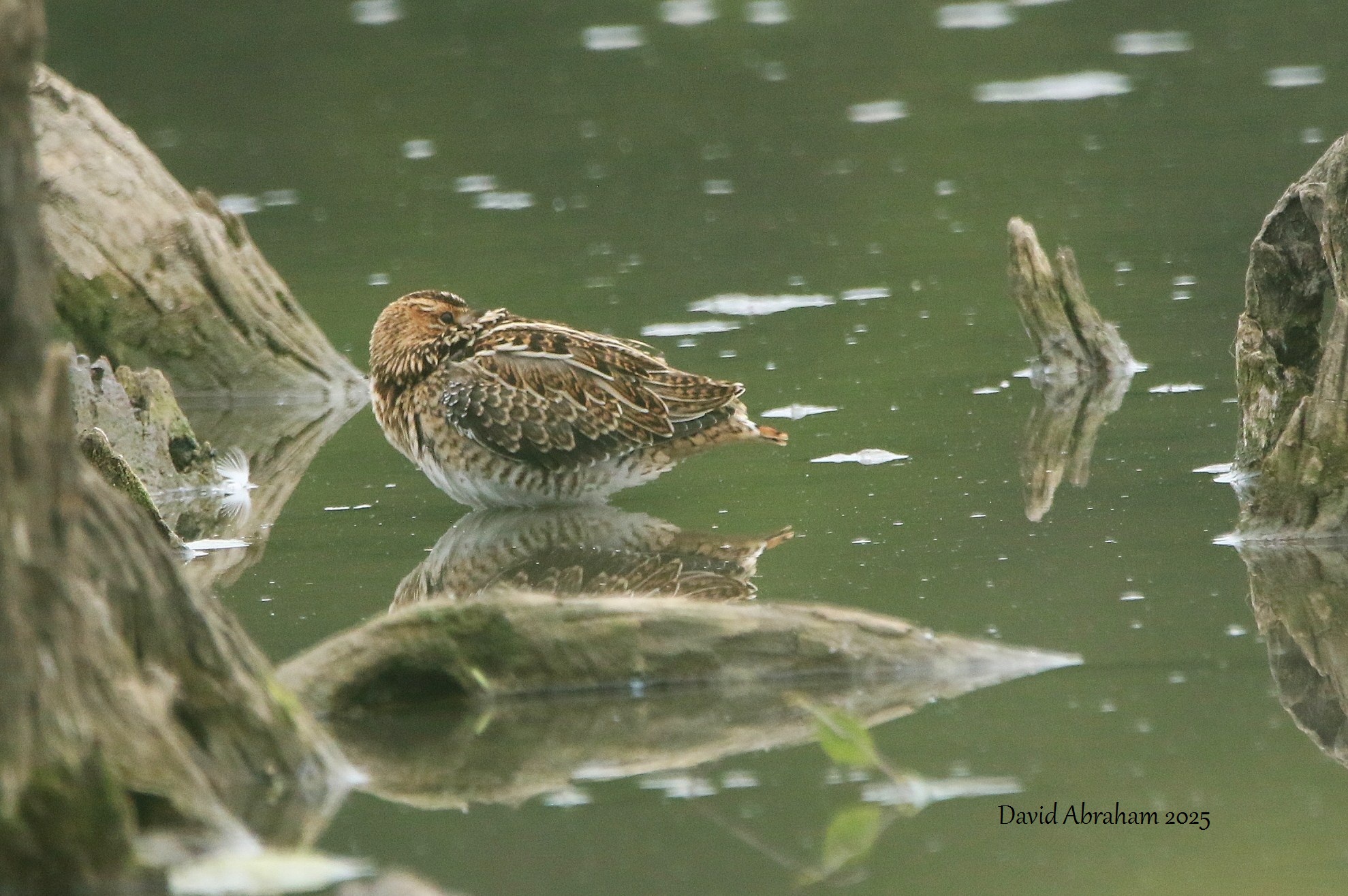 Snipe