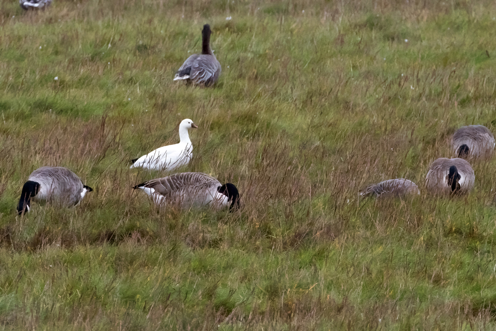 Ross's Goose