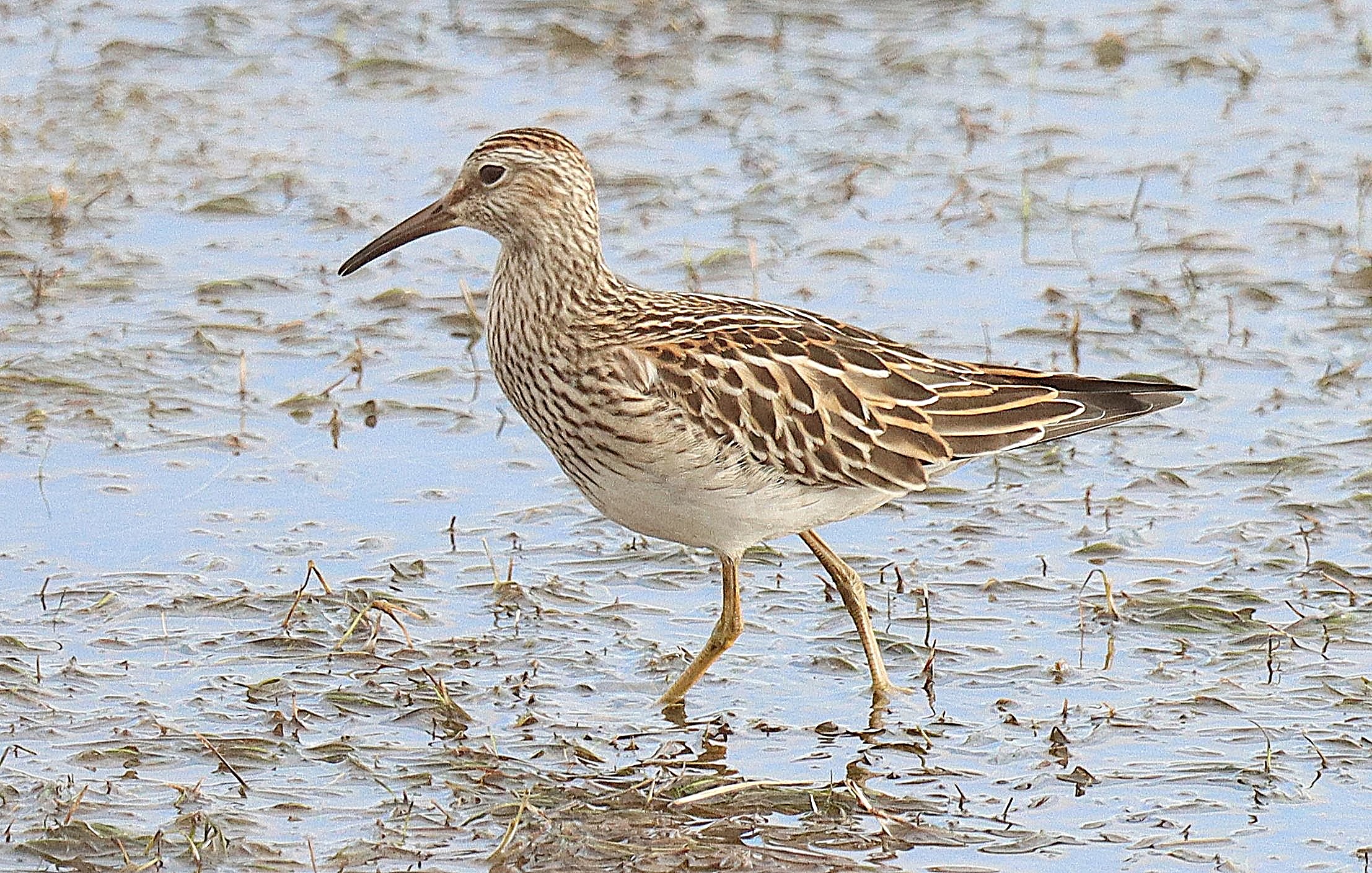 Pectoral Sandpiper