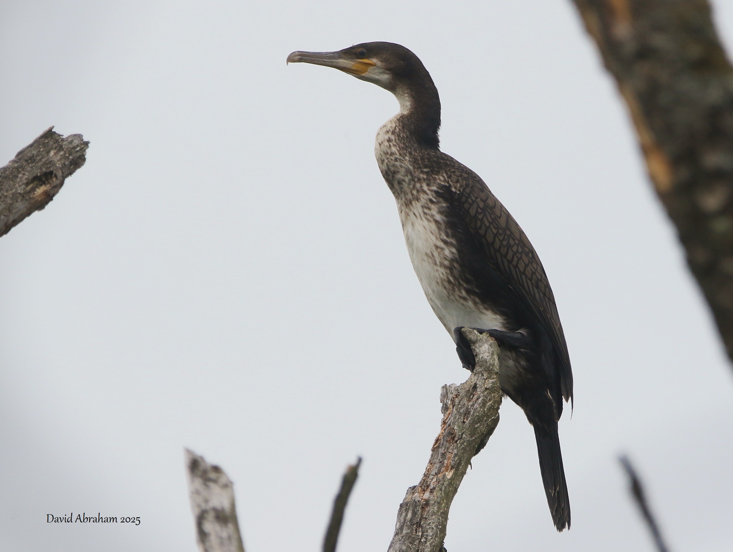 Cormorant 