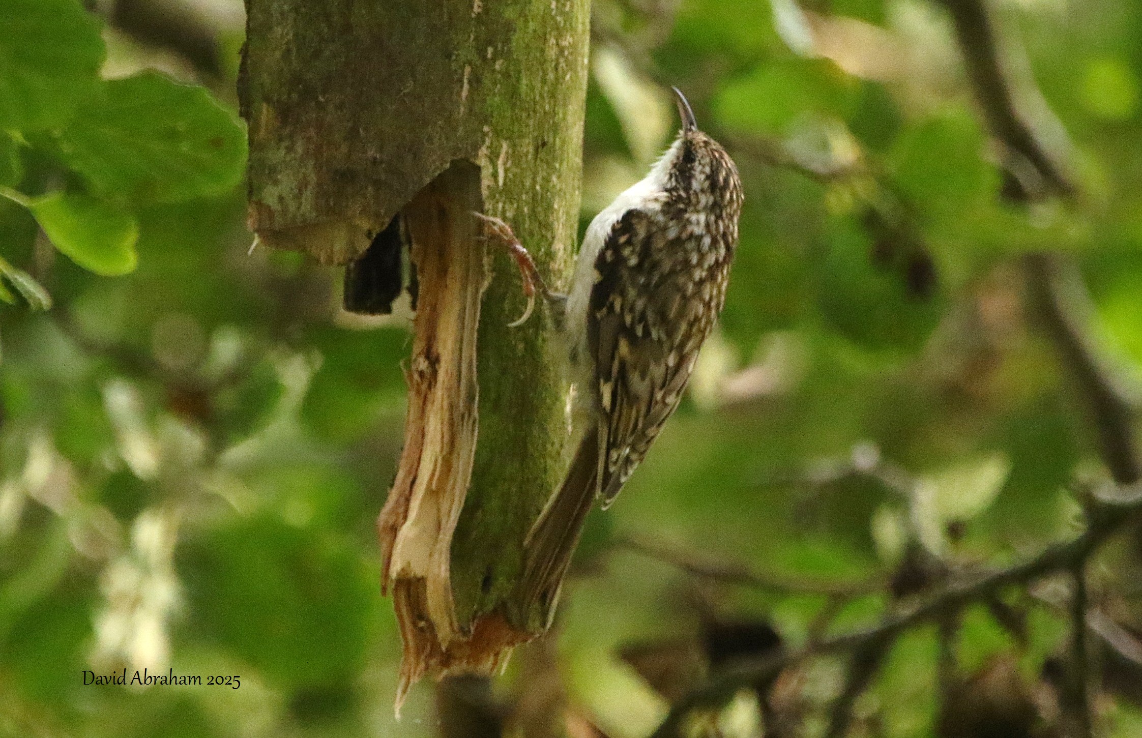 Treecreeper 
