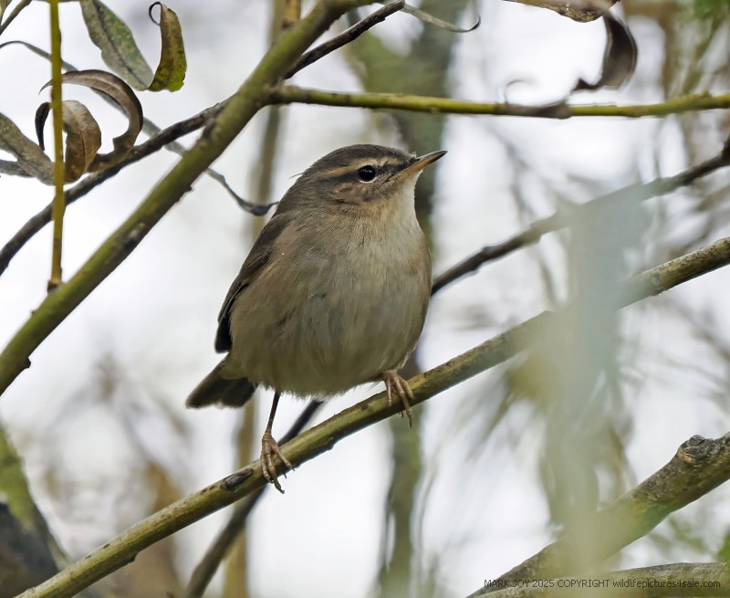 Dusky Warbler