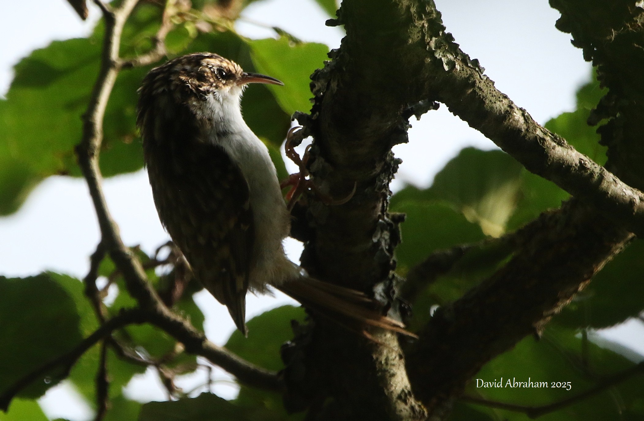 Treecreeper 
