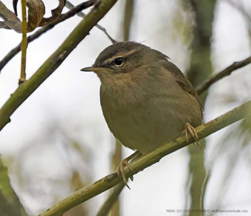 Dusky Warbler