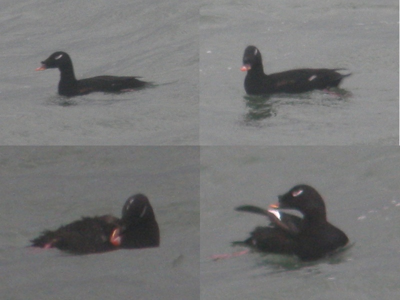 Stejneger's Scoter