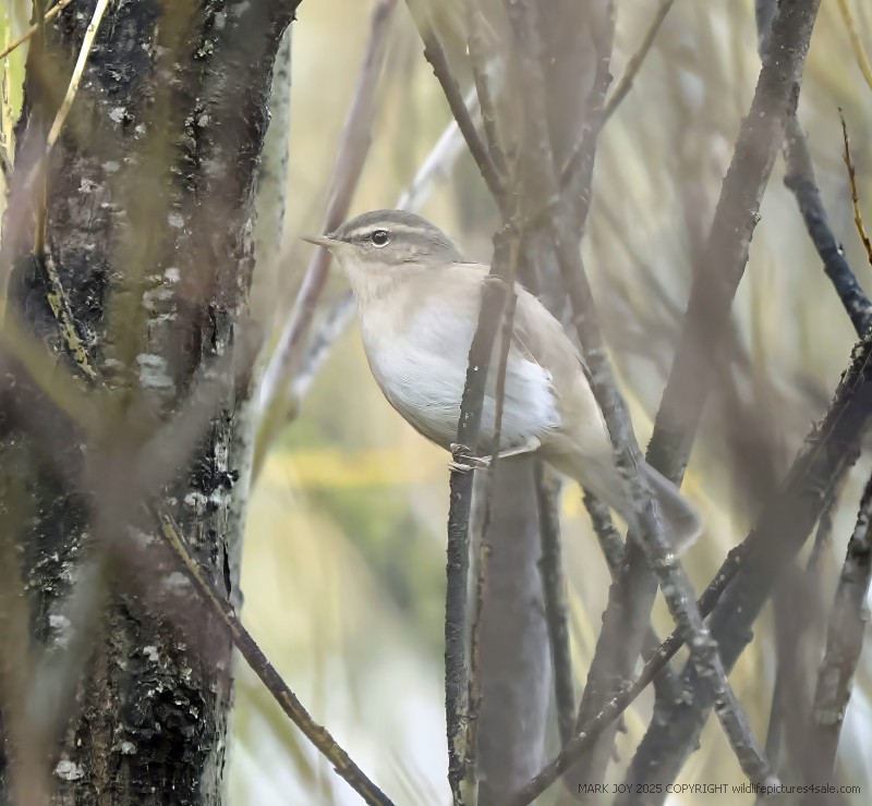 Dusky Warbler