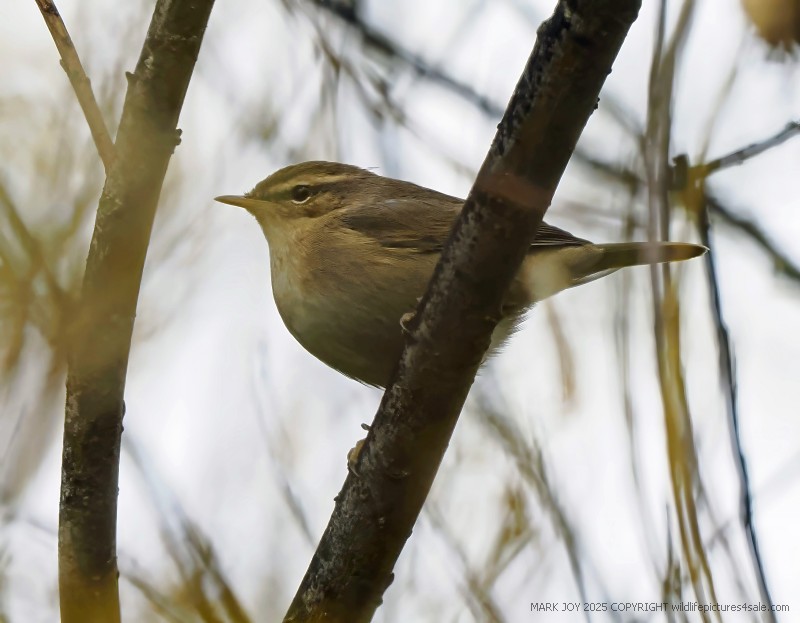 Dusky Warbler
