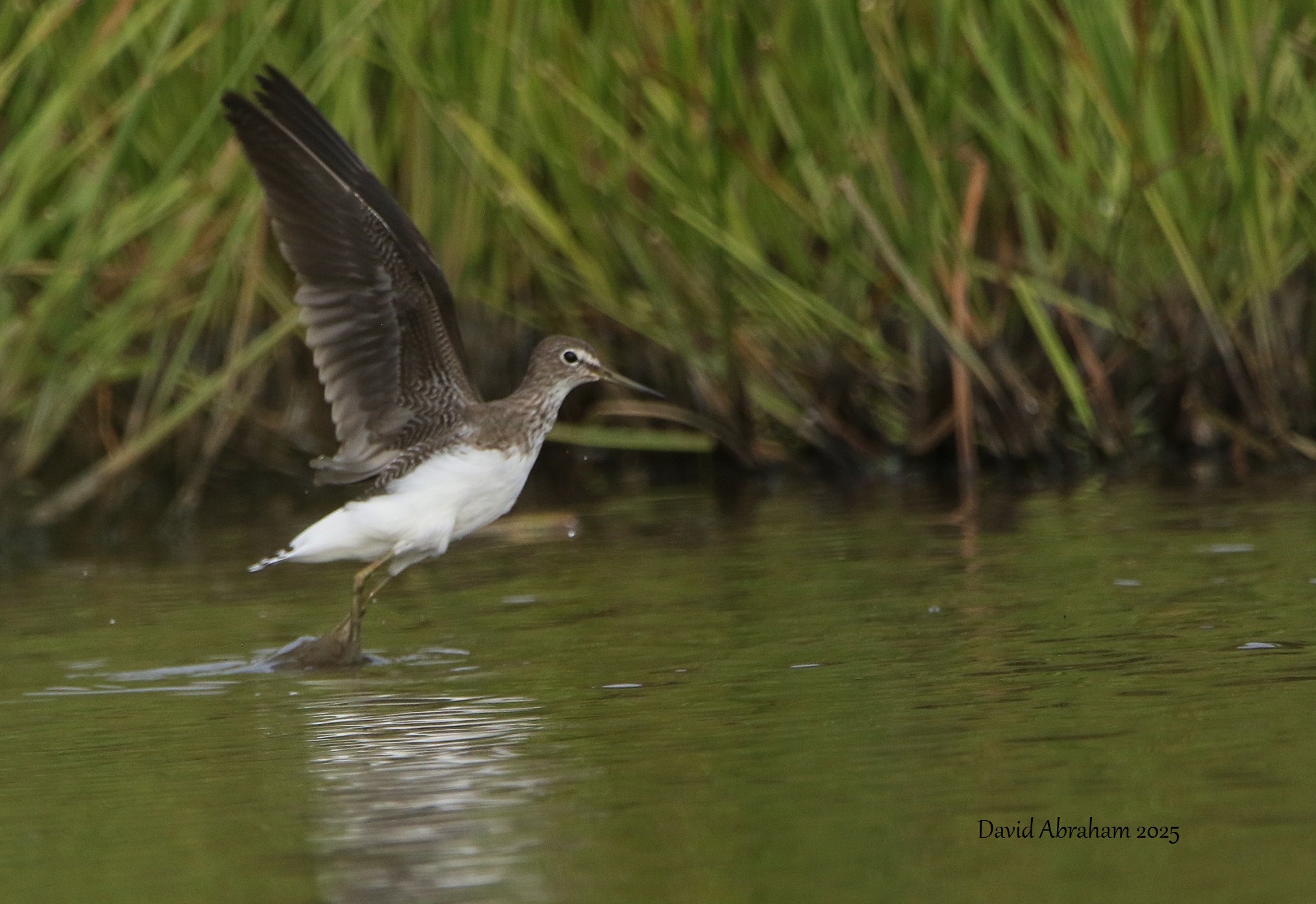 Green Sandpiper 