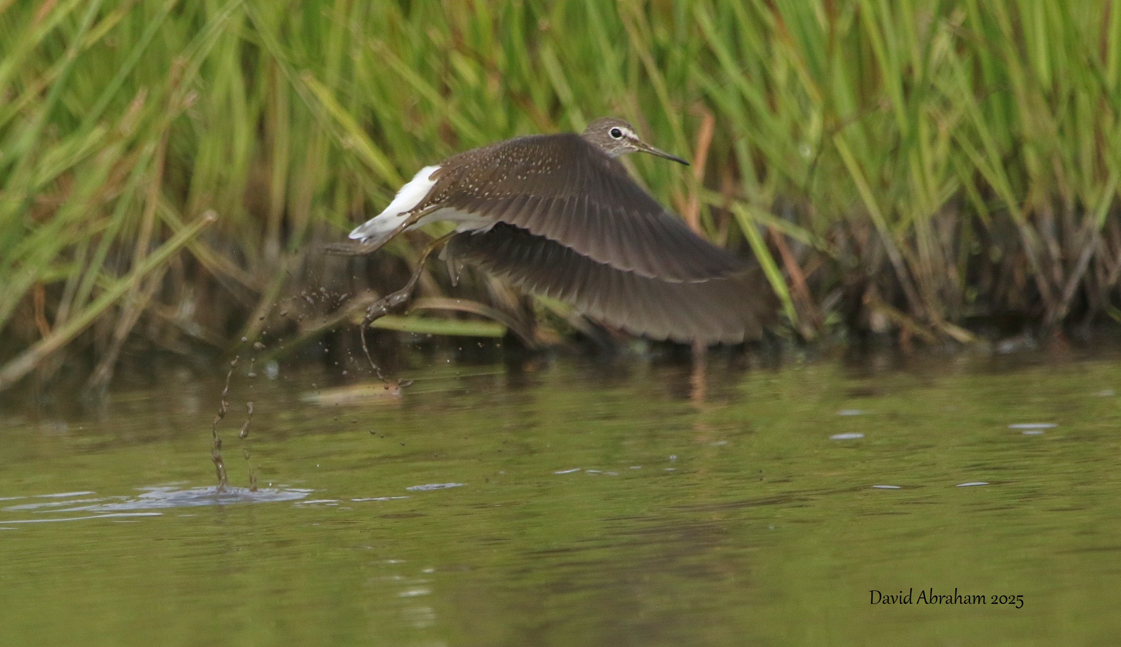Green Sandpiper 