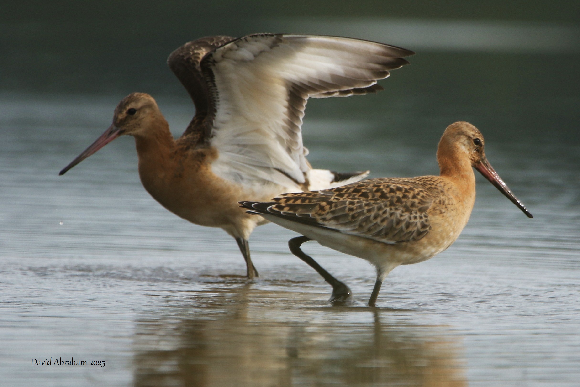 Black-tailed Godwit 