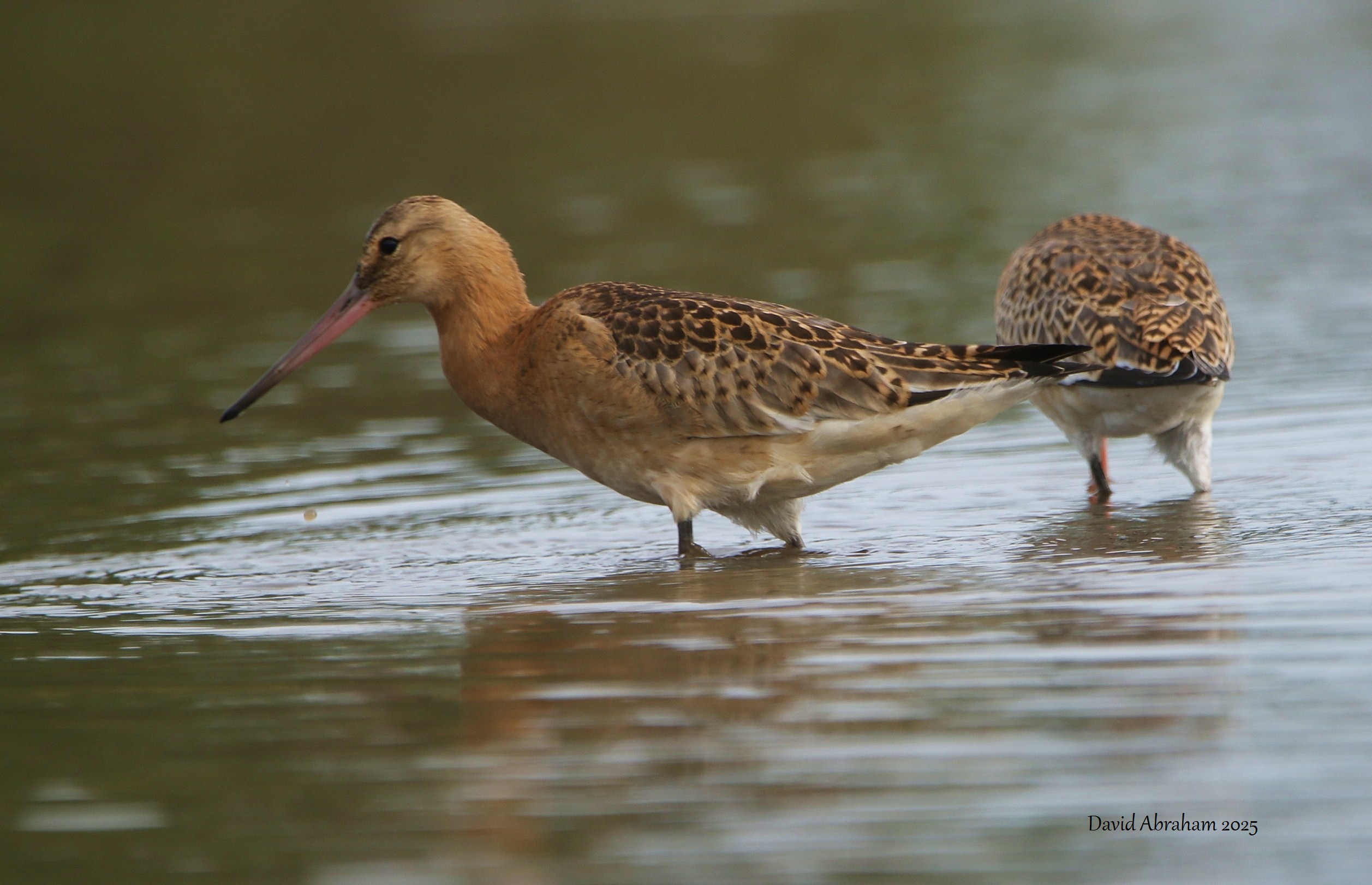 Black-tailed Godwit 