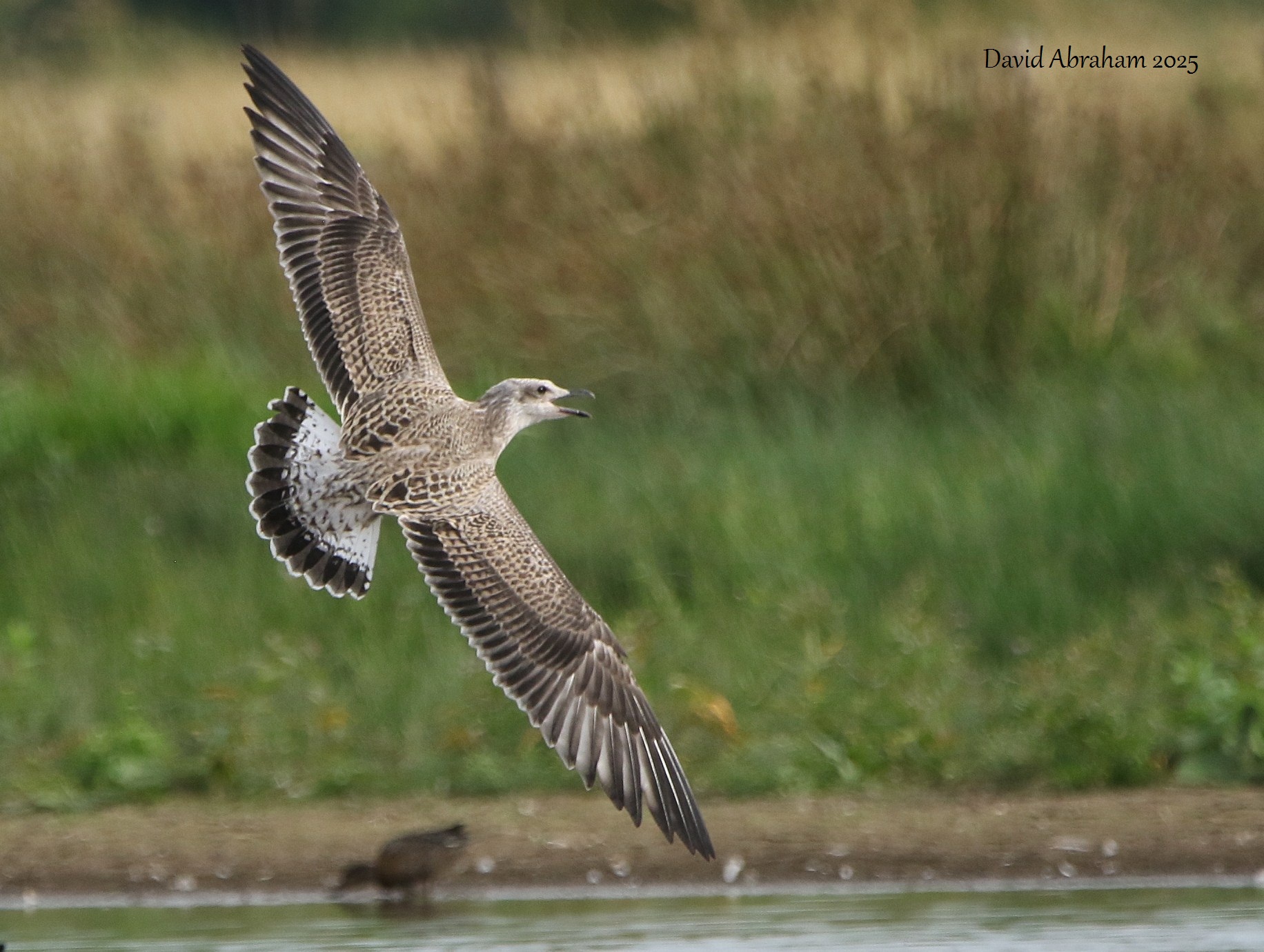 Lesser Black-backed Gull 