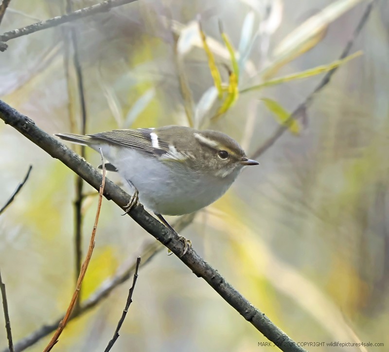 Yellow-browed Warbler