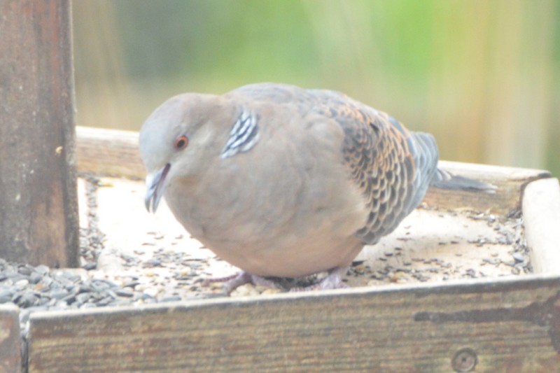 Rufous Turtle Dove