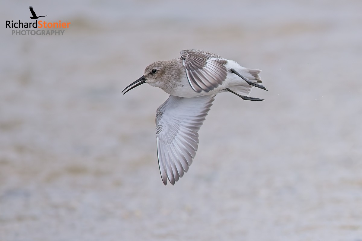 Dunlin