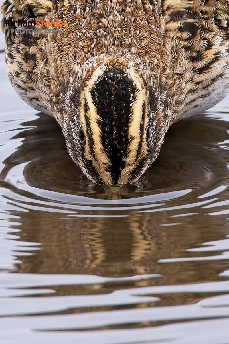 Jack Snipe