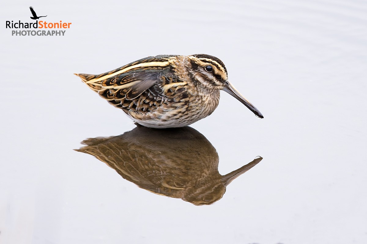Jack Snipe